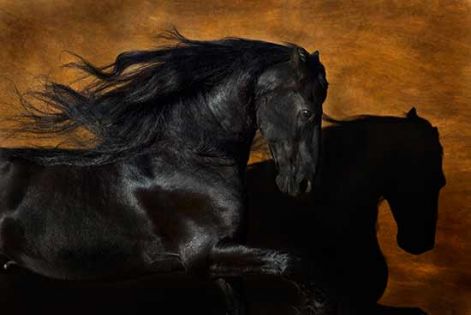 black_horse_02.jpg